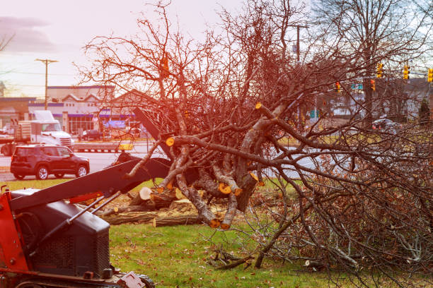 Best Stump Grinding and Removal  in New Richmond, WI