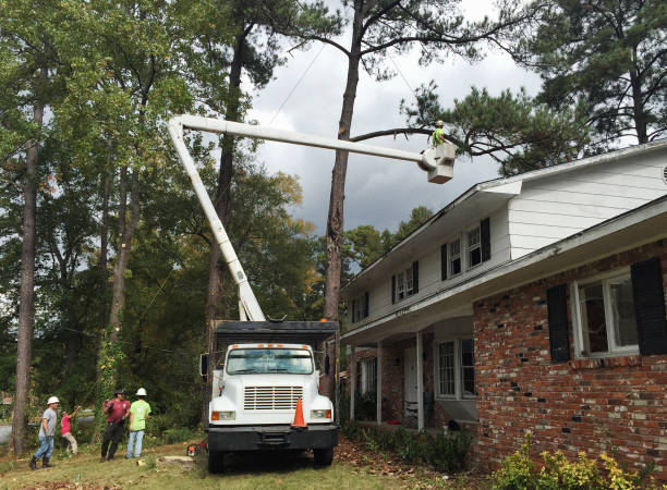 Best Emergency Tree Removal  in New Richmond, WI