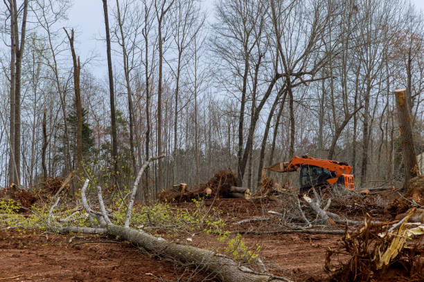 Trusted New Richmond, WI Tree Care Experts