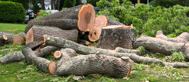 How Our Tree Care Process Works  in  New Richmond, WI