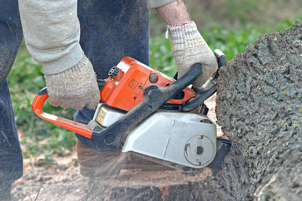 Best Tree Maintenance Programs  in New Richmond, WI