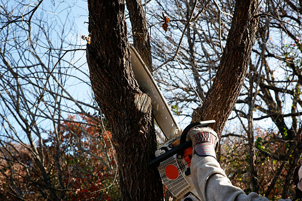 Best Palm Tree Trimming  in New Richmond, WI