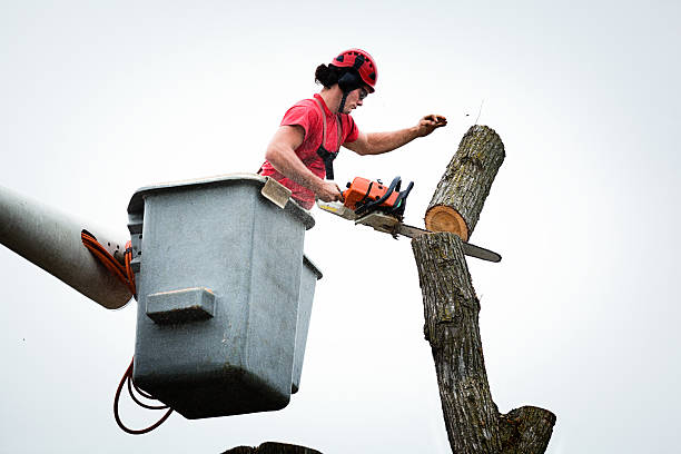 Best Hazardous Tree Removal  in New Richmond, WI