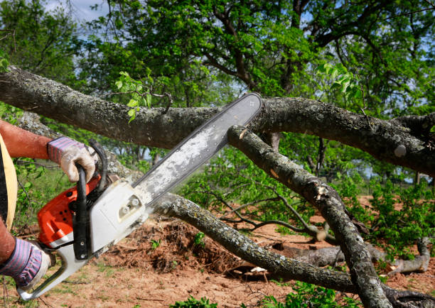 Best Tree Health Inspection  in New Richmond, WI